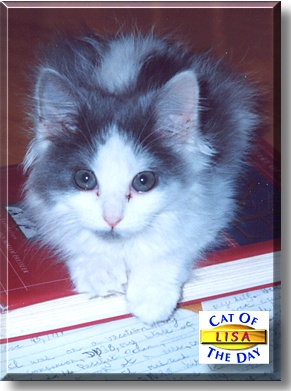 Lisa, the Cat of the Day