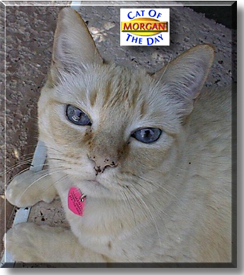 Morgan, the Cat of the Day