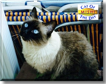 Mishi, the Cat of the Day