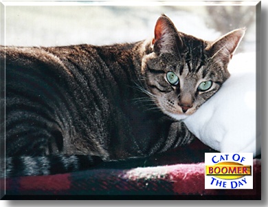 Boomer, the Cat of the Day
