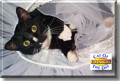 Booties, the Cat of the Day