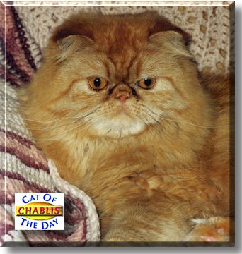 Chablis, the Cat of the Day