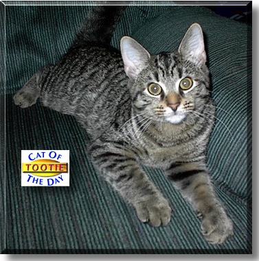 Tootie, the Cat of the Day