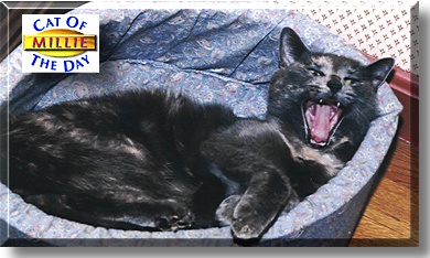 Millie, the Cat of the Day
