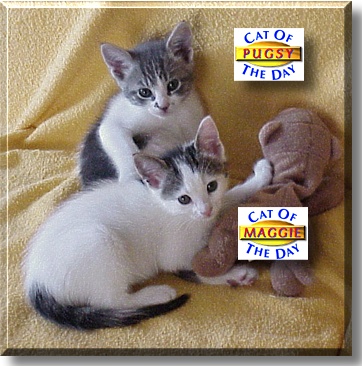 Pugsy and Maggie, the Cats of the Day