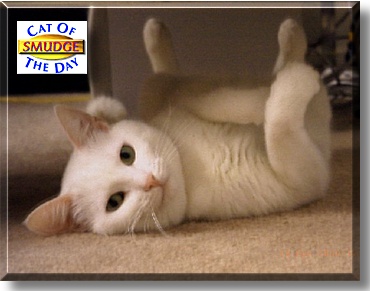 Smudge, the Cat of the Day