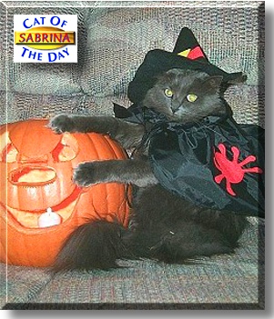 Sabrina, the Cat of the Day