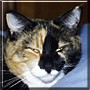 Callie