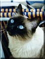 Mishi