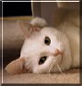 Smudge