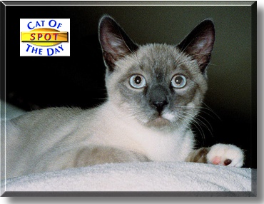 Spot, the Cat of the Day