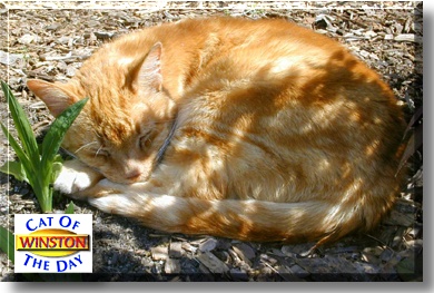 Winston, the Cat of the Day