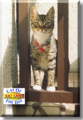Kai Lani, the Cat of the Day