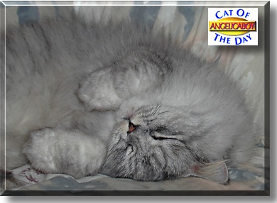 Angelicaboy, the Cat of the Day
