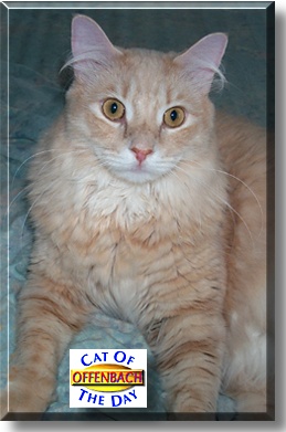 Offenbach, the Cat of the Day