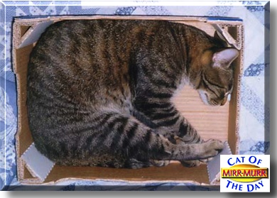 Mirr-Murr, the Cat of the Day