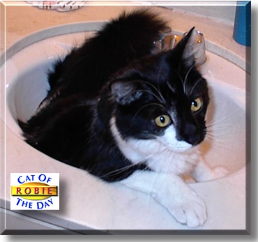 Robie, the Cat of the Day