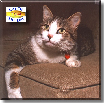 Tom, the Cat of the Day