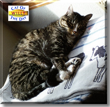 Willy, the Cat of the Day
