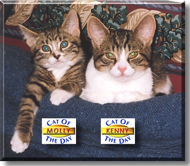 Kenny and Molly, the Cats of the Day