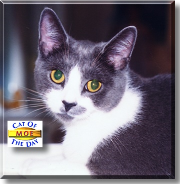 Moe, the Cat of the Day