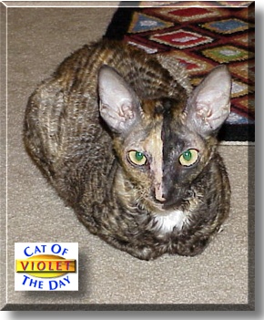 Violet, the Cat of the Day