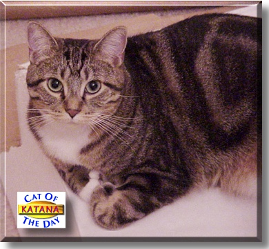 Katana, the Cat of the Day