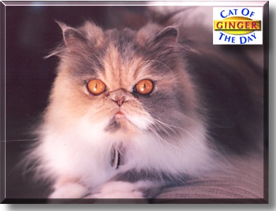 Ginger, the Cat of the Day