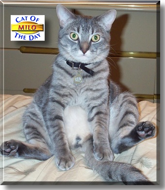 Milo, the Cat of the Day