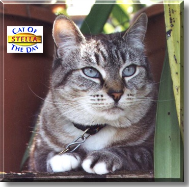 Stella, the Cat of the Day