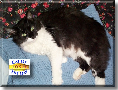 Josie, the Cat of the Day