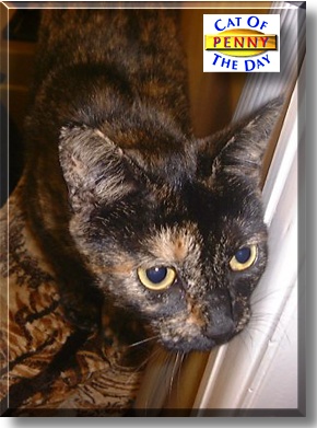 Penny, the Cat of the Day