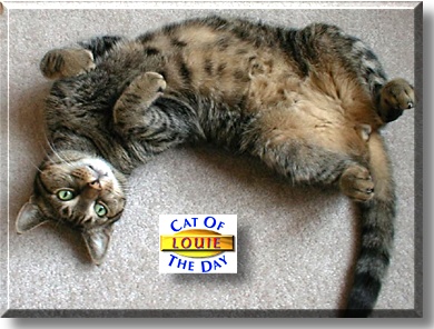 Louie, the Cat of the Day
