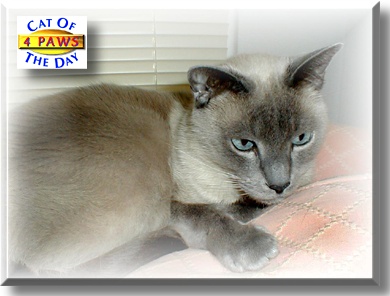 4 Paws, the Cat of the Day