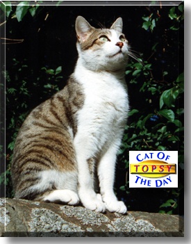 Topsy, the Cat of the Day