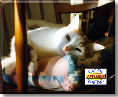 Applebee, the Cat of the Day