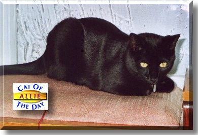 Allie, the Cat of the Day