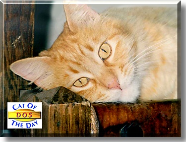 Dos, the Cat of the Day