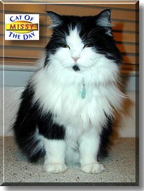 Missy, the Cat of the Day