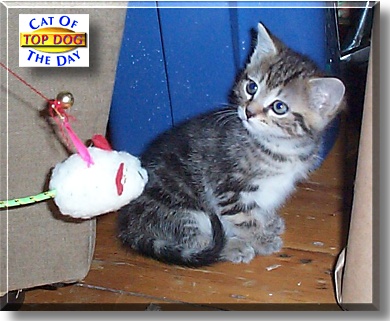 Top Dog, the Cat of the Day