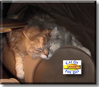 Janie, the Cat of the Day