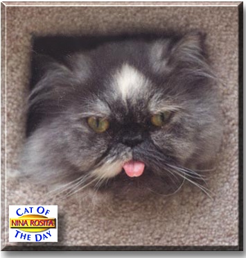 Nina Rosita, the Cat of the Day