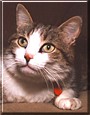 Tom