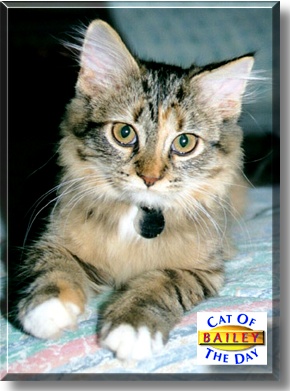 Bailey, the Cat of the Day