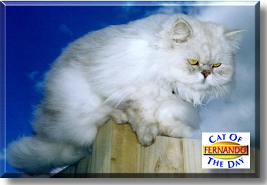 Fernando, the Cat of the Day