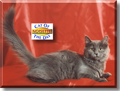 Noisette, the Cat of the Day