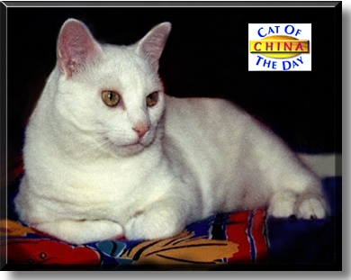 China, the Cat of the Day