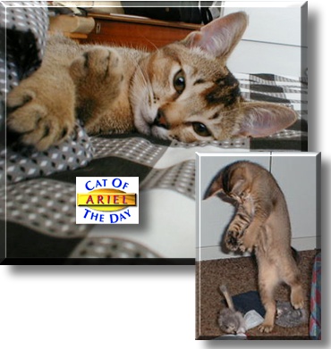 Ariel, the Cat of the Day