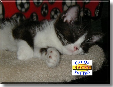Hacky, the Cat of the Day