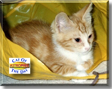 Astrophee, the Cat of the Day